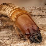 Termita de madera húmeda