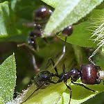 Hormigas Negra